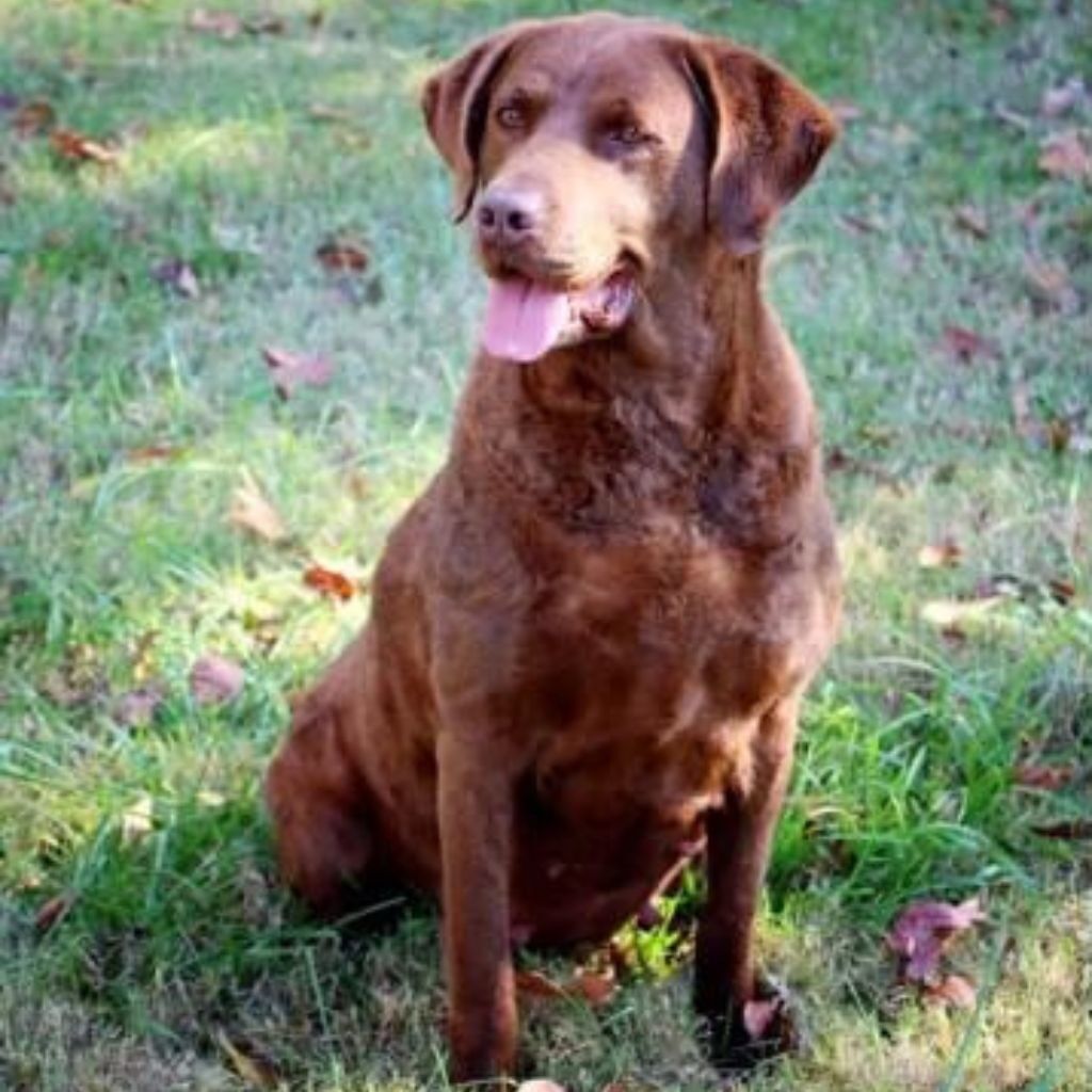 Beech River Chesapeakes Champion Bloodline Retrievers